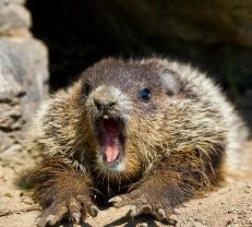 Groundhog Day graphics
